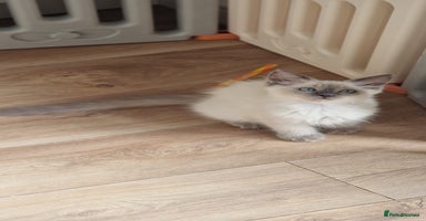 Ragdoll cats - Advert 13