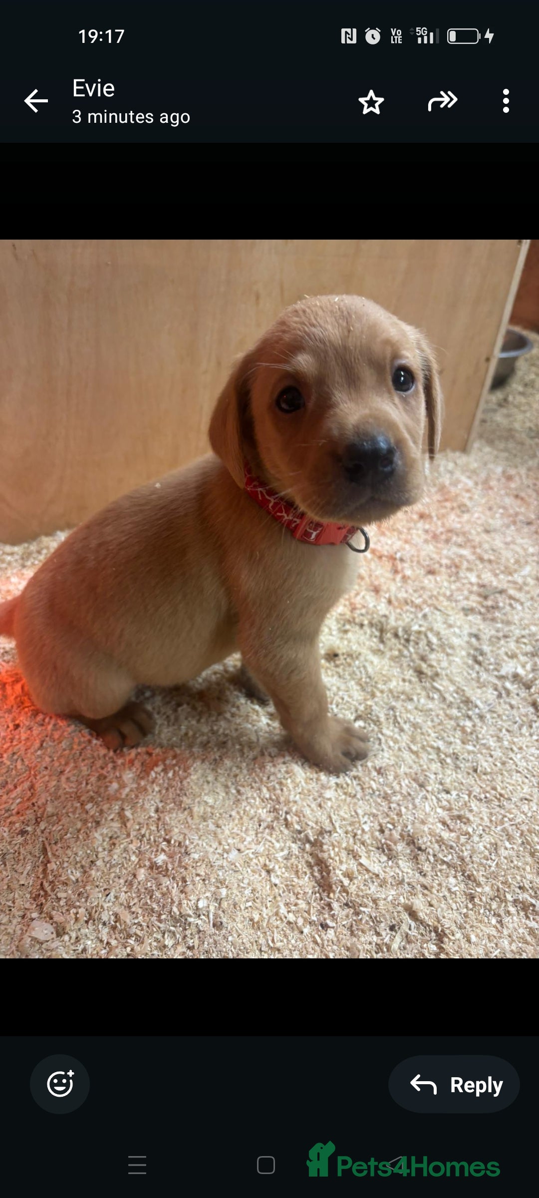 Labrador Retriever dogs for sale: Gorgeous red and golden Labrador puppies  - Image 6