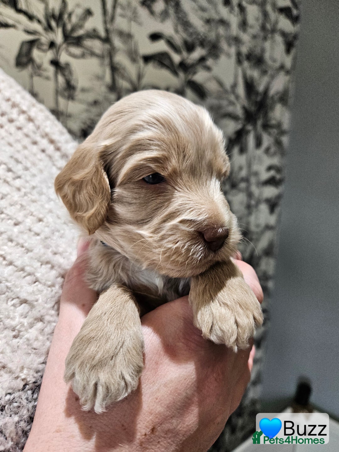 Cockapoo dogs for sale: F3b Cockapoo Puppies – DNA health tested - Advert 28