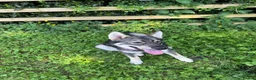 Shepsky dogs for sale: Roo Roo in Market Rasen - Advert 2