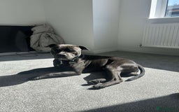 Staffordshire Bull Terrier dogs for sale: Reggie - 2 year old blue/brindle staffy  - Image 2