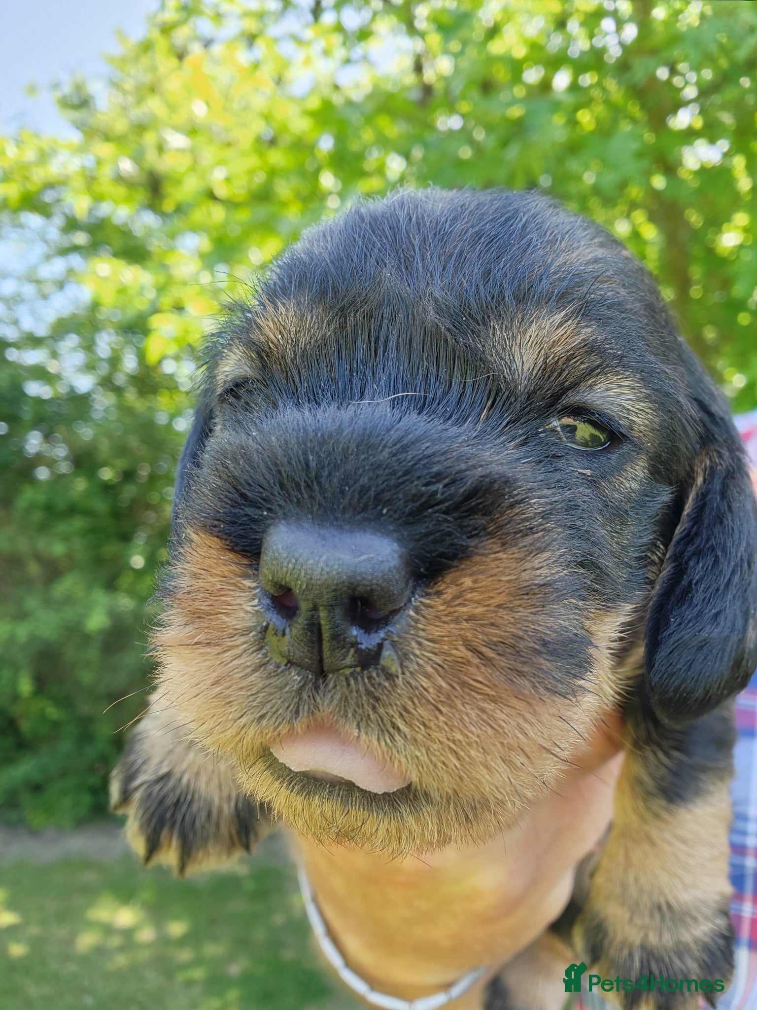 Dachshund dogs Kc registered teckel  - Advert 10