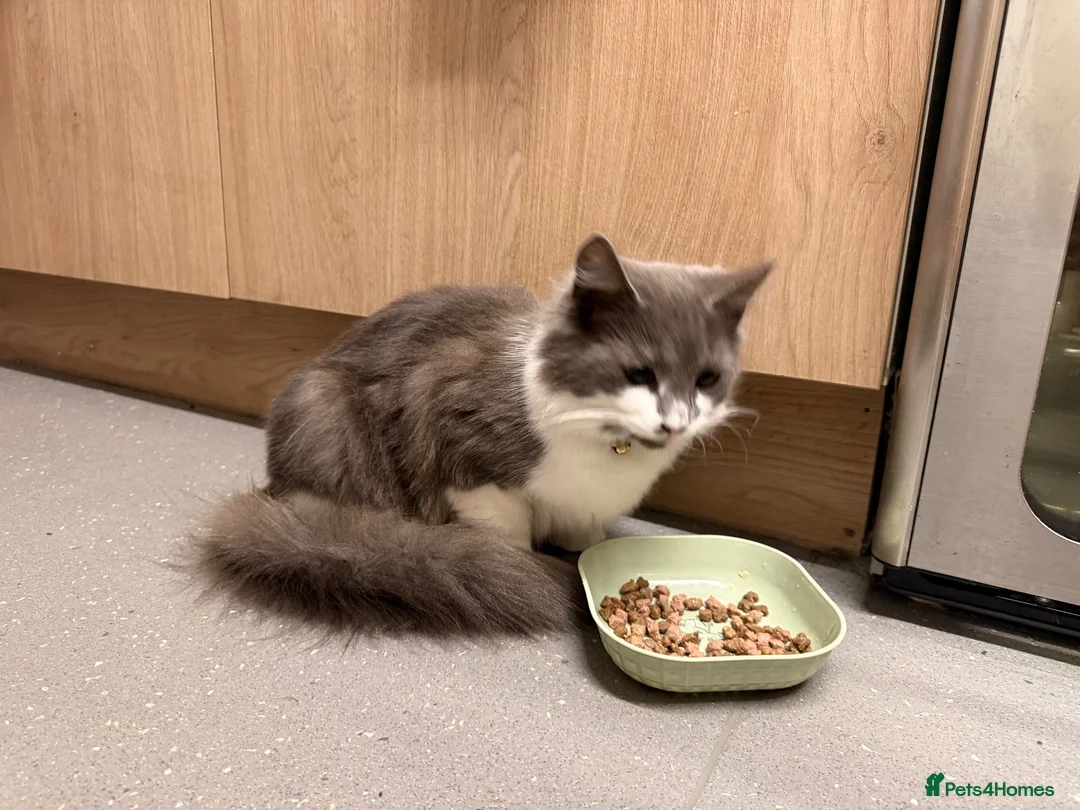 Mixed Breed cats for sale: Male cat  in Ashbourne - Advert 2