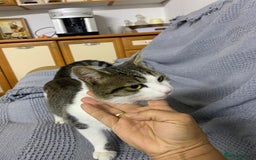 Mixed Breed cats for adoption: NOSE - a Lovely boy, for a Loving Home - Image 1