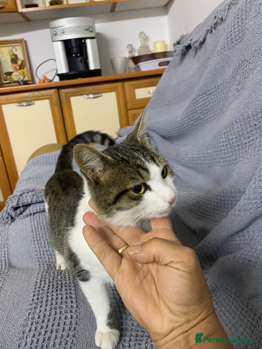 Mixed Breed cats for adoption: NOSE - a Lovely boy, for a Loving Home - Image 1