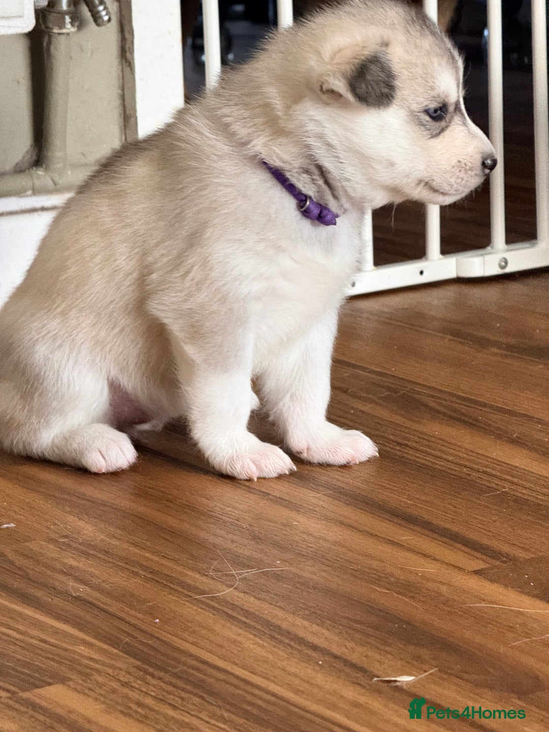 Siberian Husky dogs for sale: SIBERIAN HUSKY  - Image 12