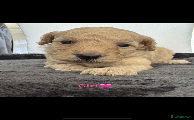 Cockapoo dogs - Advert 1