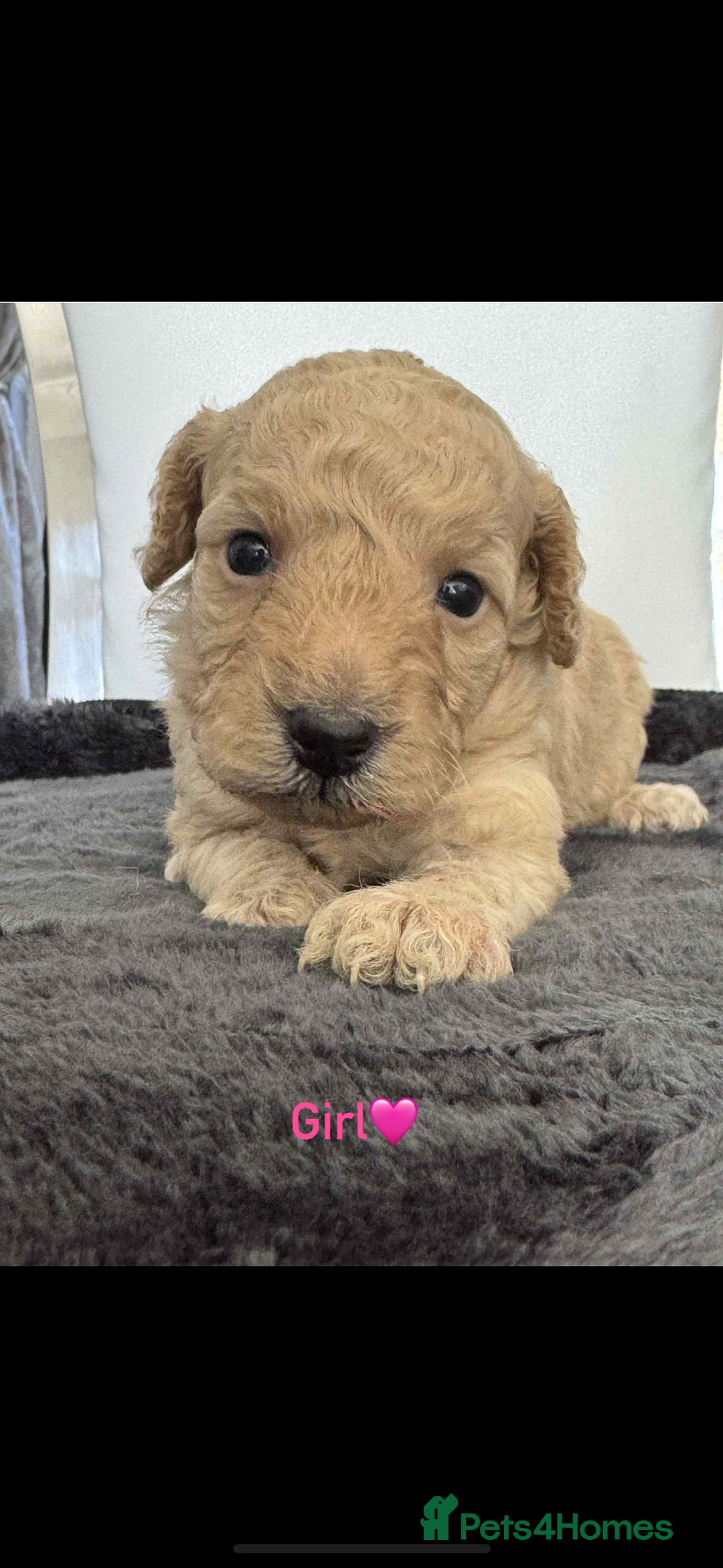 Cockapoo dogs for sale: F1B cockapoo   - Image 1