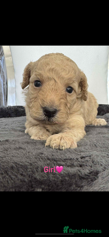 Cockapoo dogs - Advert 3