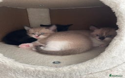 Snowshoe cats for sale: Half snow shoe kittens both male - Image 3