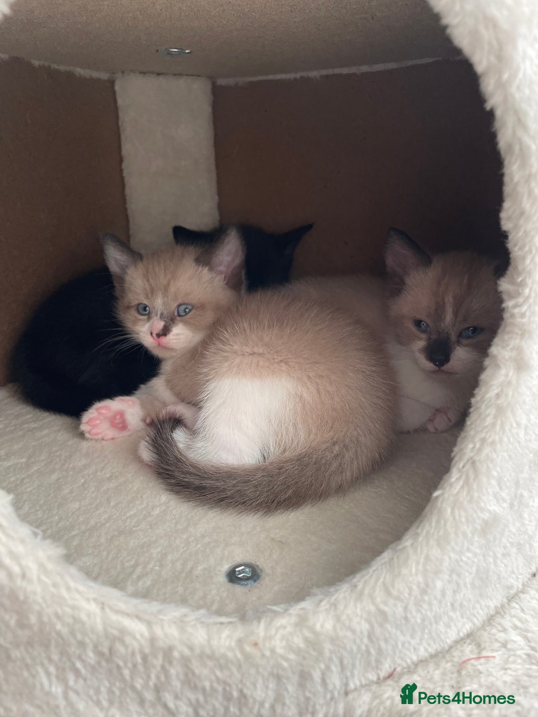 Snowshoe cats for sale: Half snow shoe kittens both male - Image 3