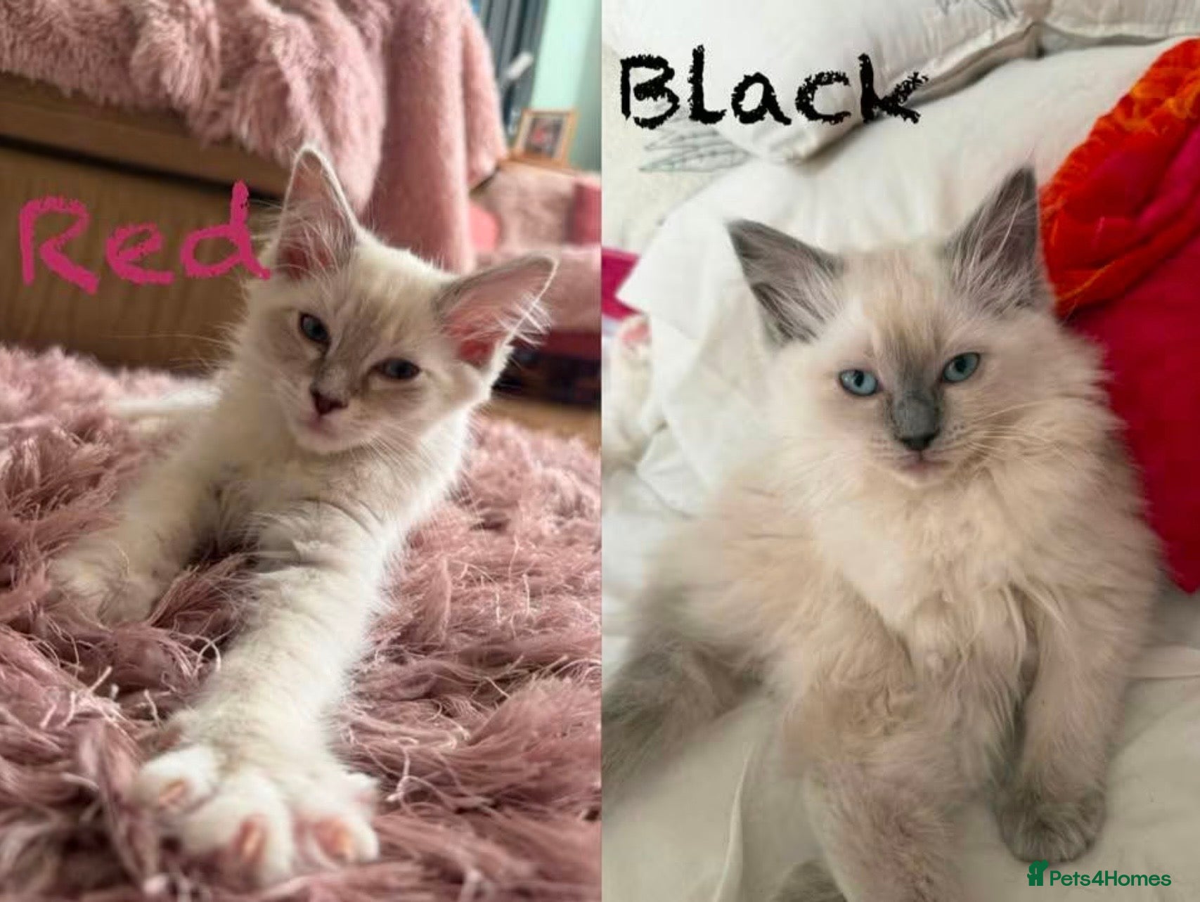 Ragdoll cats Ragdoll Females x 2 - Advert 6