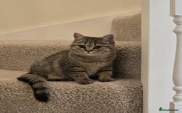 British Shorthair cats for sale: Stunning British short hair kittens ready to go - Image 3