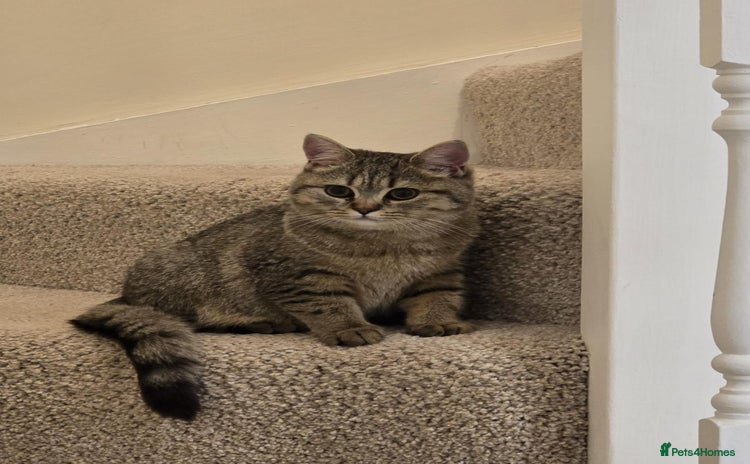 British Shorthair cats - Advert 10