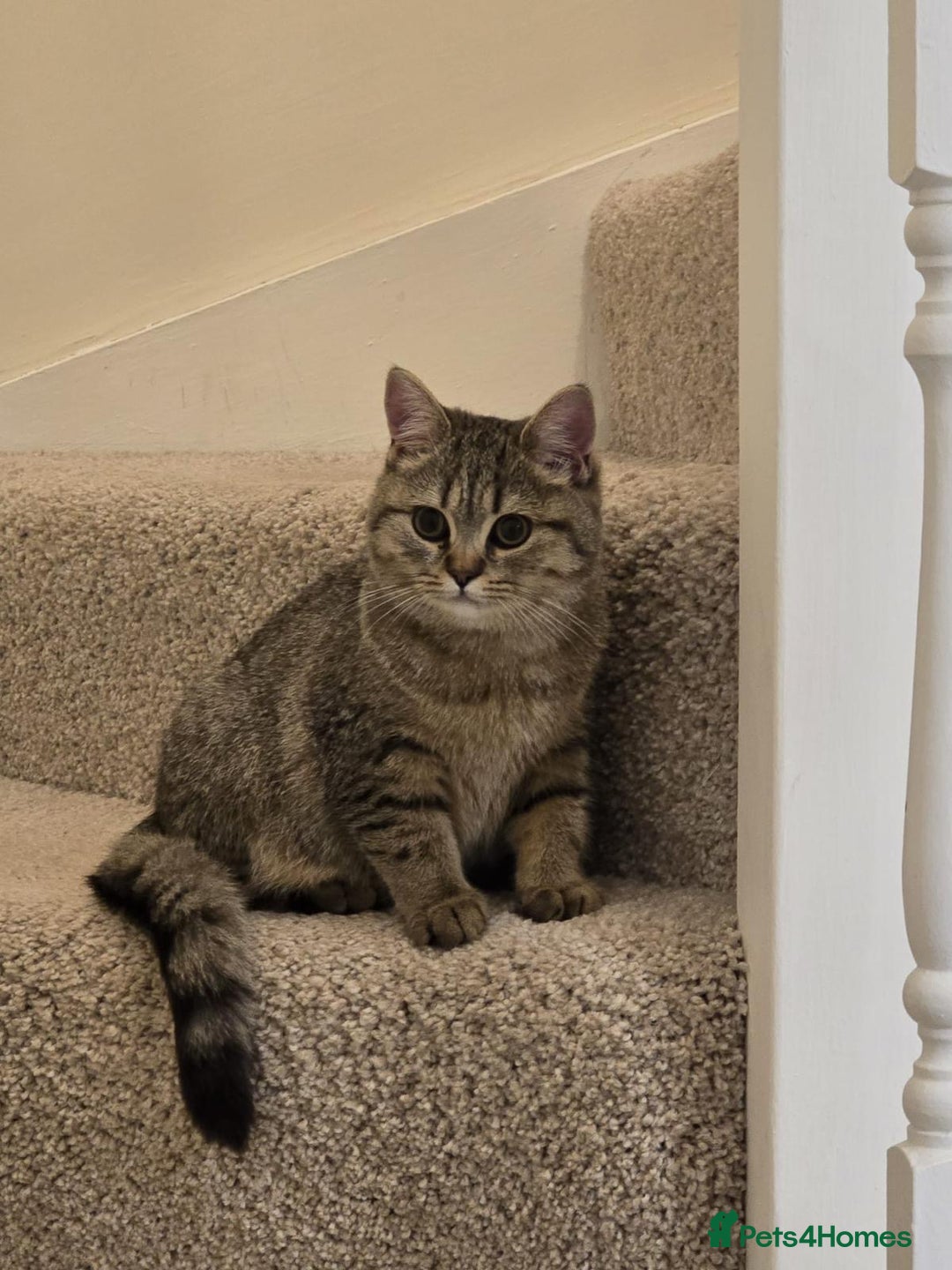 British Shorthair cats for sale: Stunning British short hair kittens ready to go - Image 3