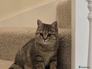 British Shorthair cats - Advert 2