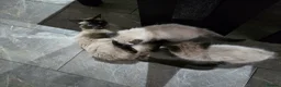 Ragdoll cats for sale: Beautiful Ragdoll kittens - Advert 2