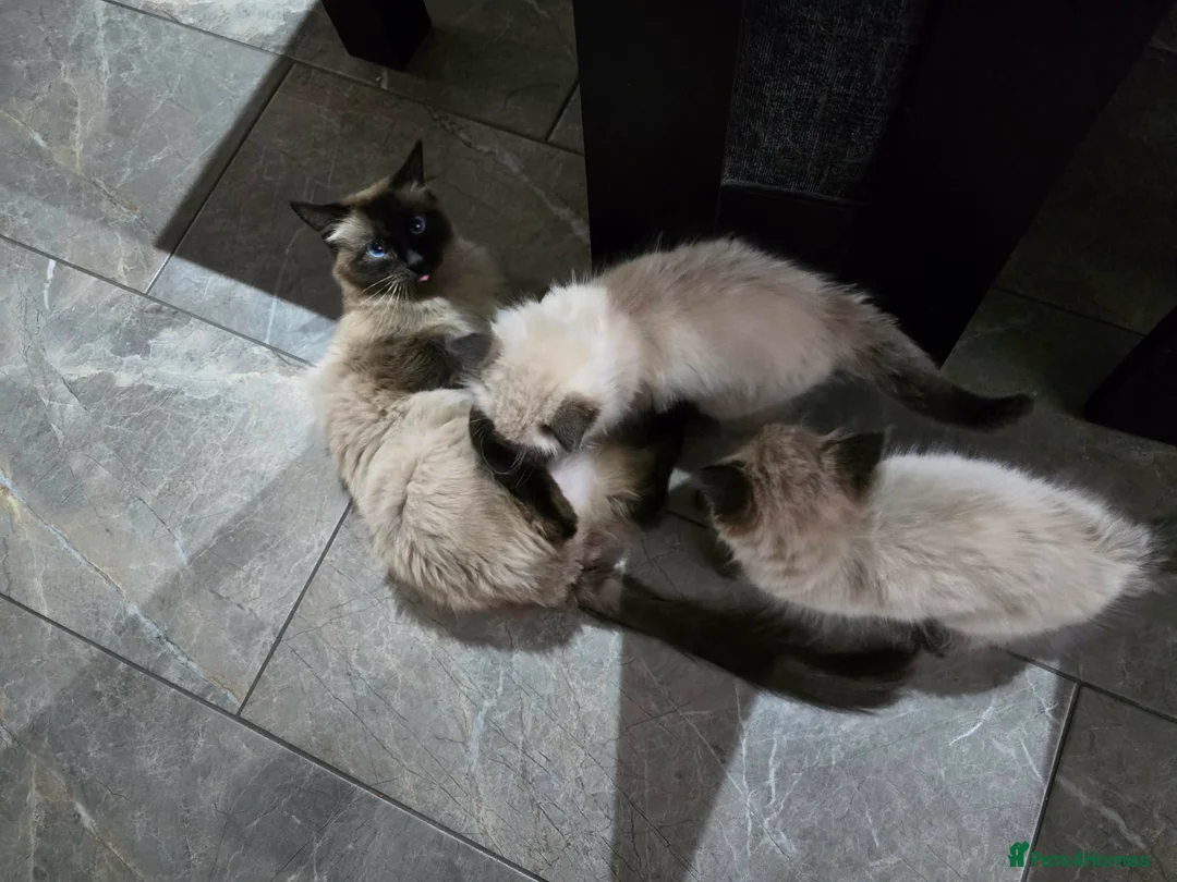 Ragdoll cats for sale: Beautiful Ragdoll kittens - Advert 2