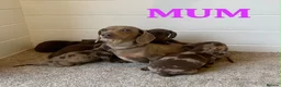 Miniature Dachshund dogs for sale: Stunning miniature dachshund puppies  in Sittingbourne - Advert 11