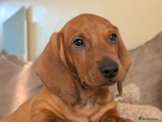 Dachshund dogs Ready Now Champions Line Standard Dachshund - Advert 13