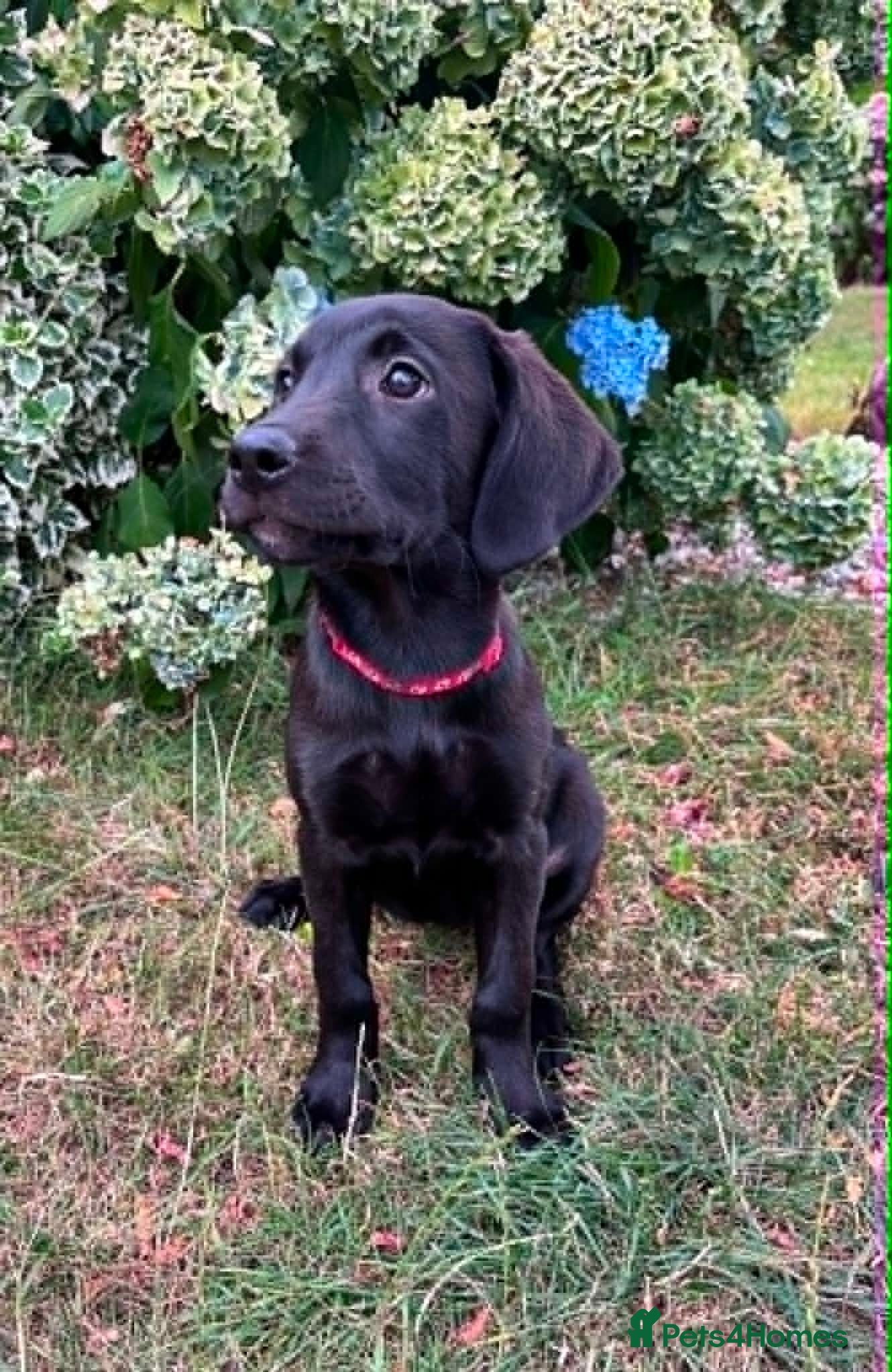 Labrador Retriever dogs KC Reg Puppies, FTCH Bred with versatility in mind - Advert 1