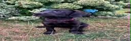 Labrador Retriever dogs for sale: KC Reg Puppies, FTCH Bred with versatility in mind - Advert 1