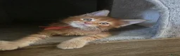 Maine Coon cats for sale: Maine Coon Red Tabby Gingers - Advert 14