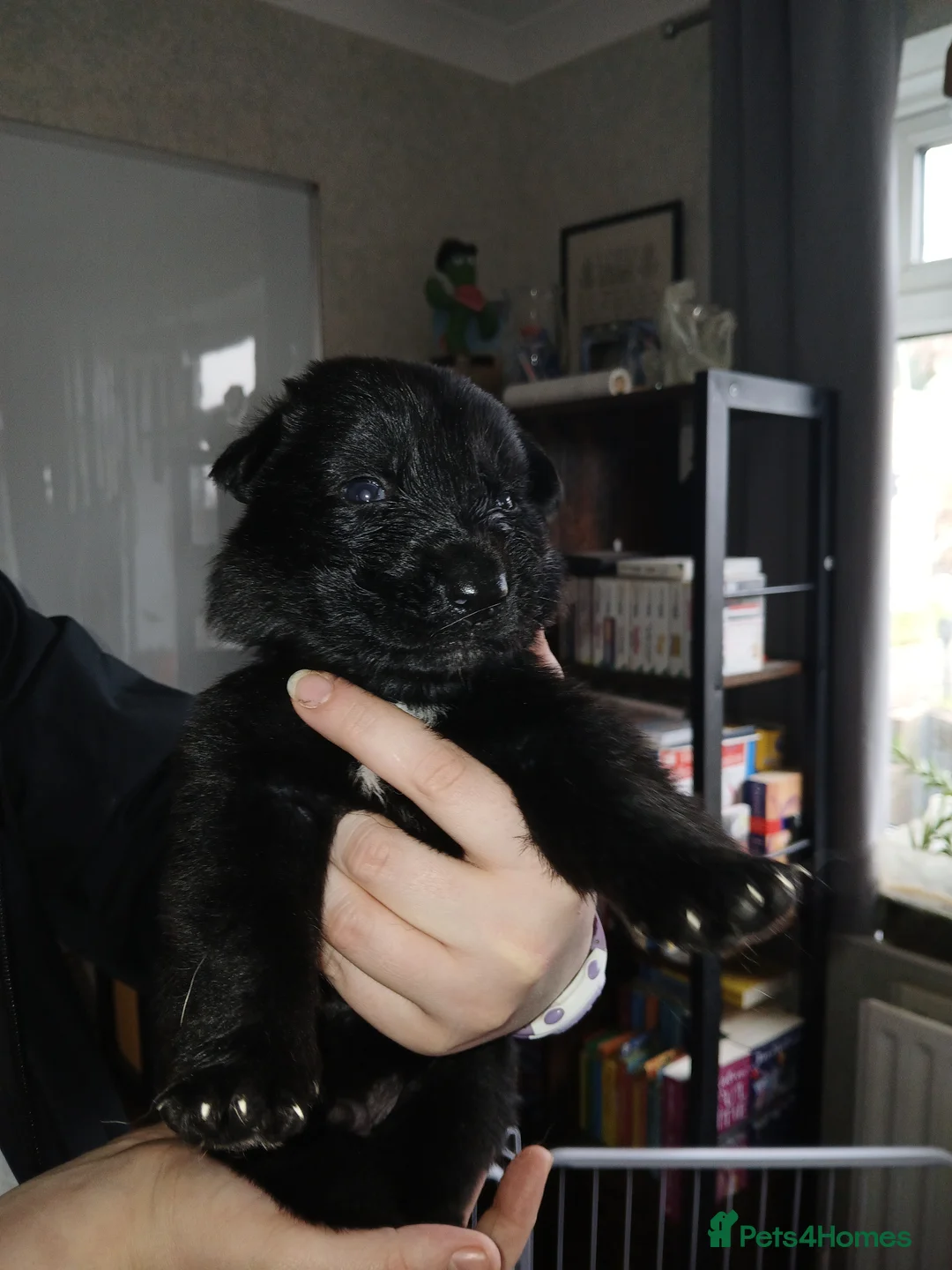 German Shepherd dogs for sale: German shepards puppies - Advert 18