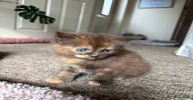 Maine Coon cats - Advert 9
