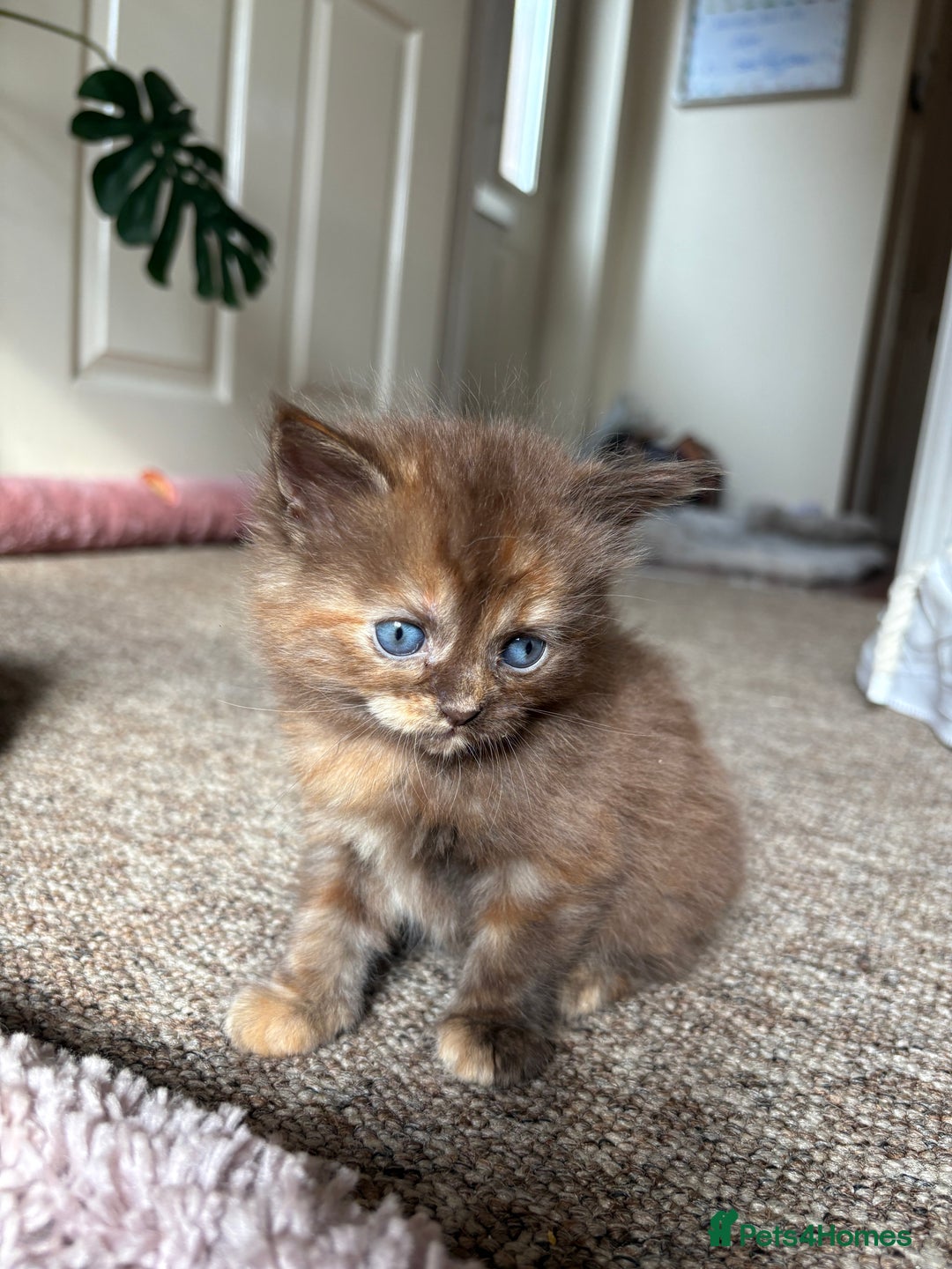 Maine Coon cats for sale: KITTENS FOR SALE - Image 2