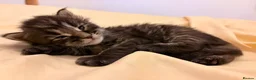 Maine Coon cats for sale: Now 2 TICA Registered Mainecoon kittens  - Advert 35