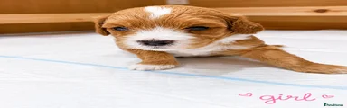 Poochon Puppy 6