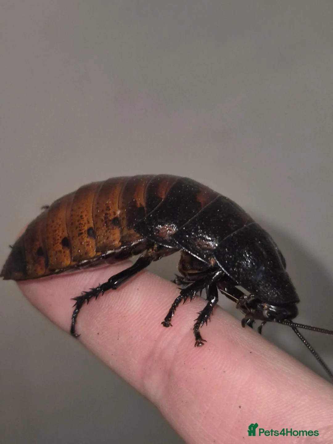 Cockroaches invertebrates for sale: Madagascan hissing cockroach nymphs + adults - Advert 5