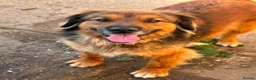 Mixed Breed dogs for adoption: Shy Obi in ELY - Advert 3