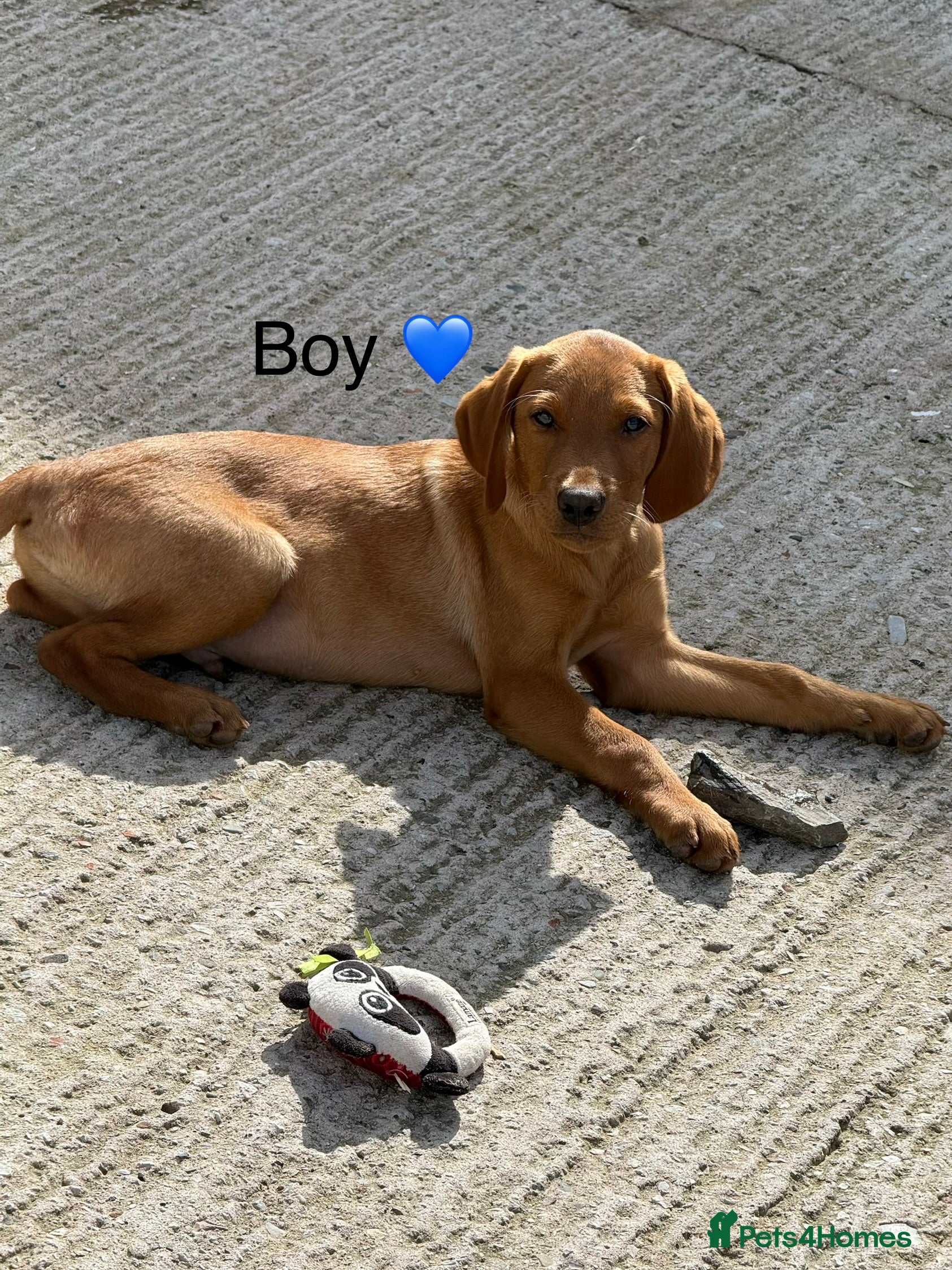 Labrador Retriever dogs Fox red & Yellow Labrador Puppies  - Advert 2