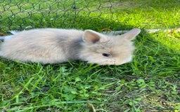 Lionhead rabbits for sale: Lion head  - Image 34