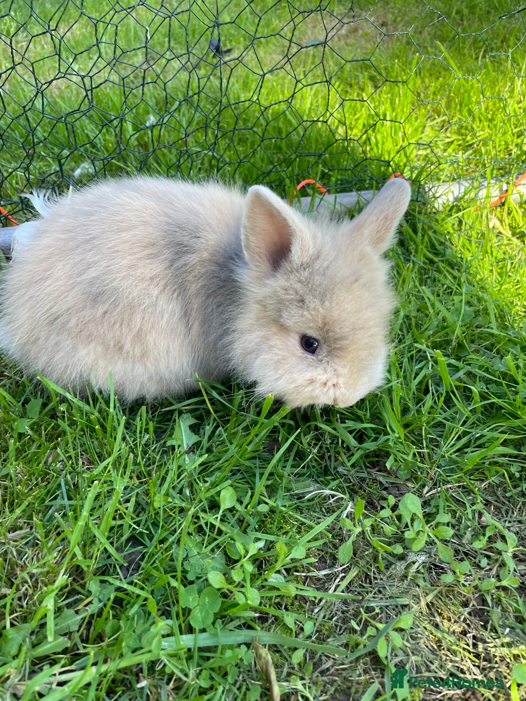 Lionhead rabbits for sale: Lion head  - Image 34