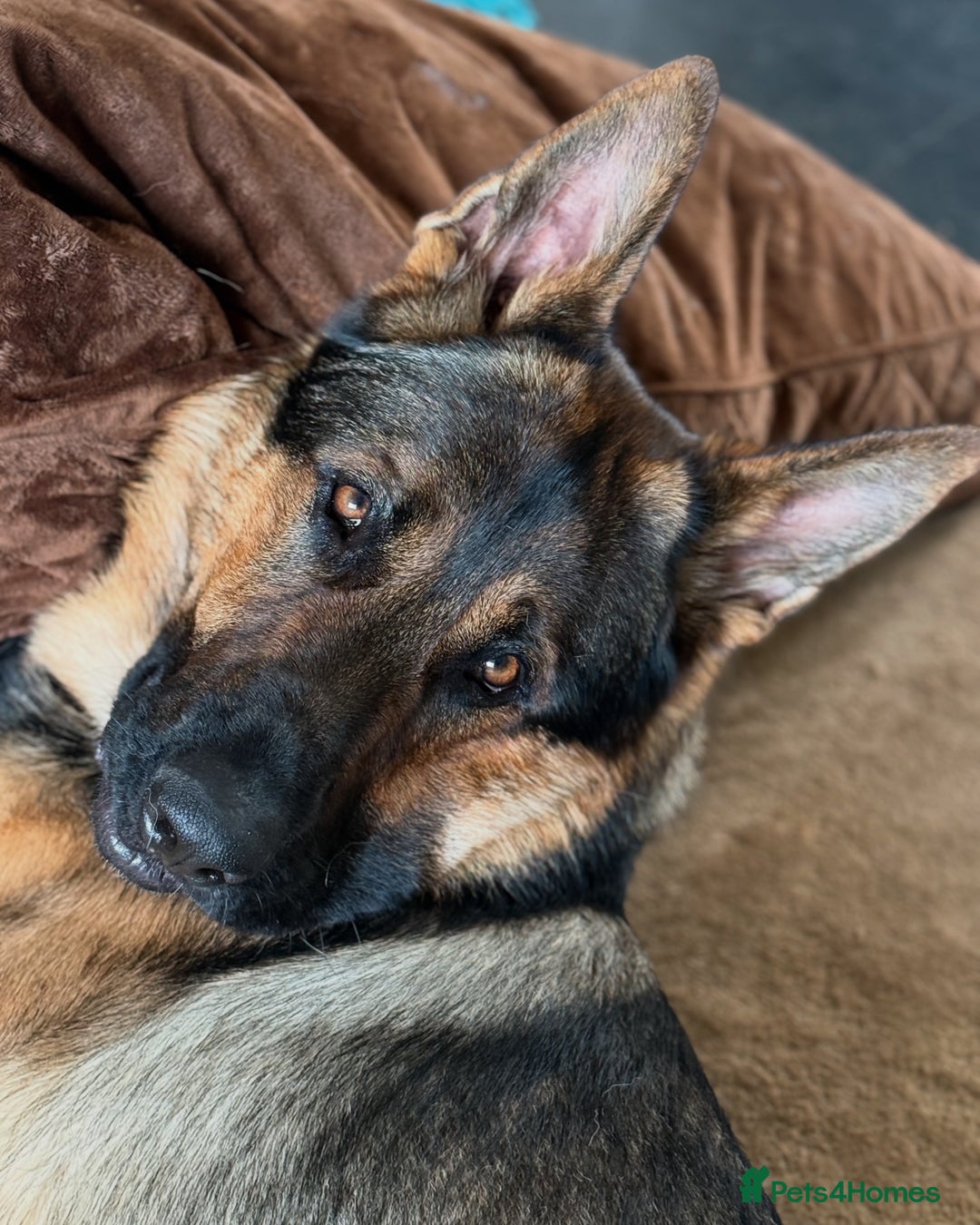 German Shepherd dogs for stud: STUD Only German Shepherd - Advert 6