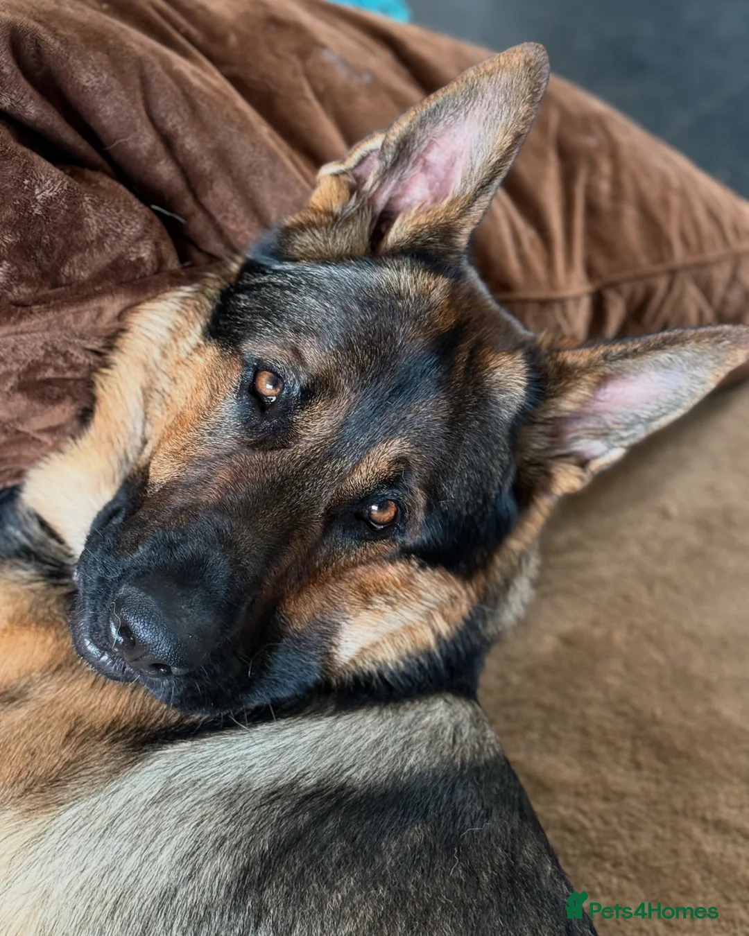 German Shepherd dogs for stud: STUD Only German Shepherd - Advert 6