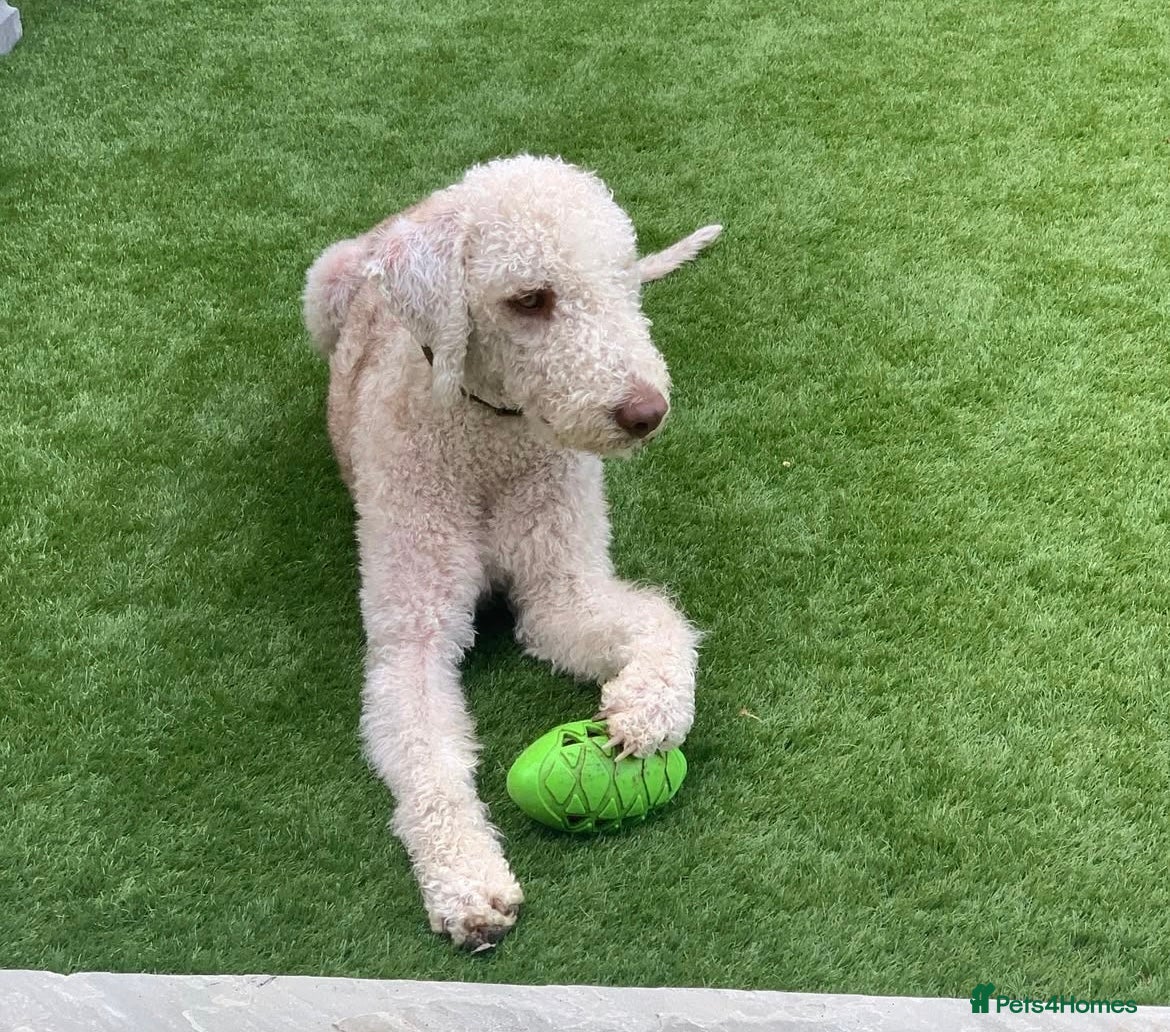 Bedlington Terrier dogs Bedlington Terrier Stud - Liver - AGE 6 in Darlington - Advert 5