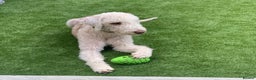 Bedlington Terrier dogs for stud: Bedlington Terrier Stud - Liver - AGE 6 in Darlington - Advert 1