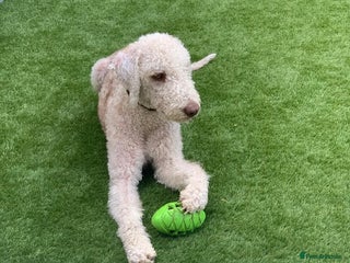 Bedlington Terrier dogs Bedlington Terrier Stud - Liver - AGE 6 in Darlington - Advert 1