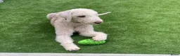 Bedlington Terrier dogs for stud: Bedlington Terrier Stud - Liver - AGE 6 - CT CLEAR in Darlington - Advert 8