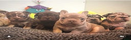 French Bulldog dogs for sale: Beautiful well bred, amazing temperament puppies - Advert 3