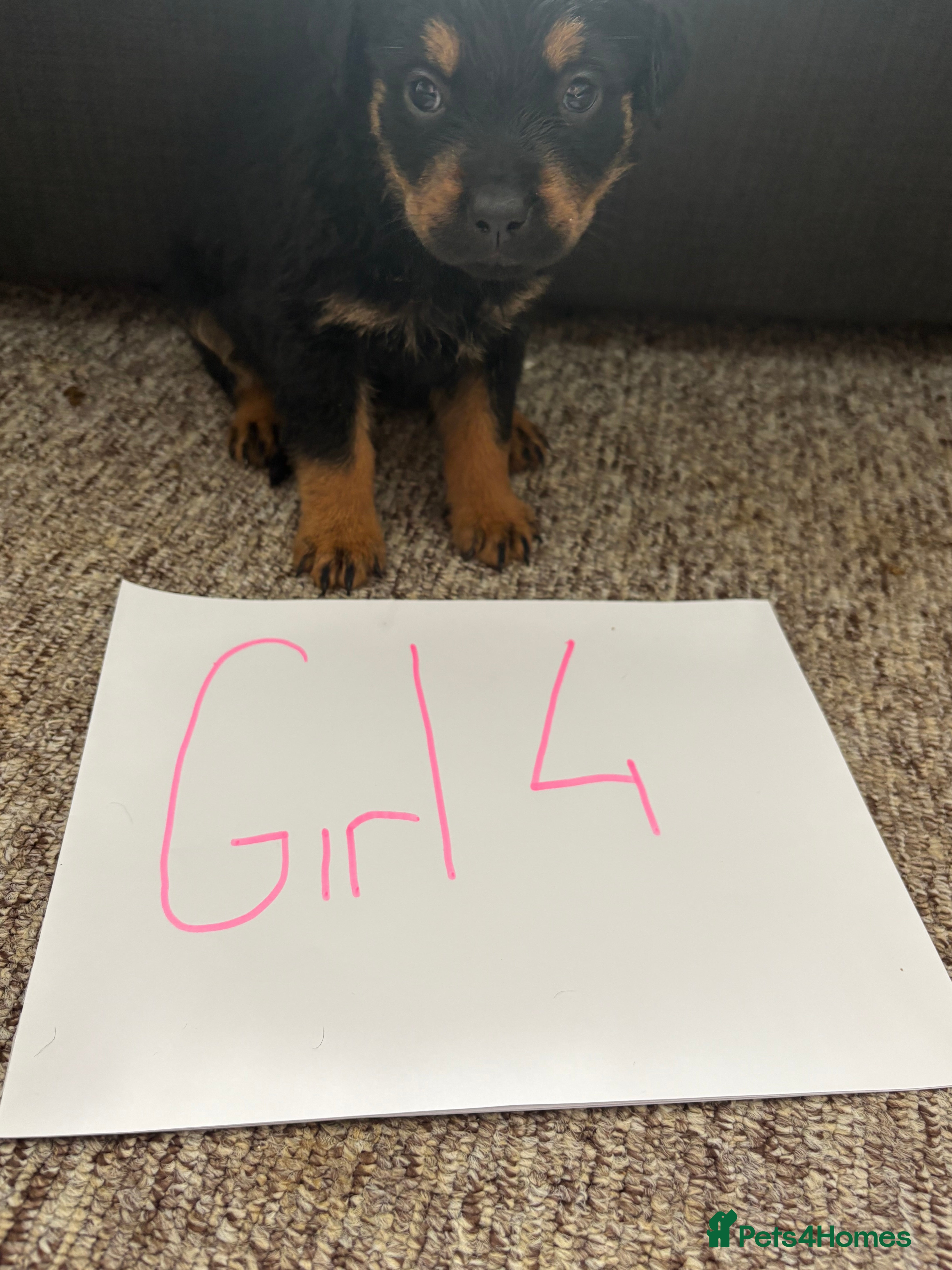 Rottweiler dogs for sale: Beautiful Chucky rottie pups - Advert 10