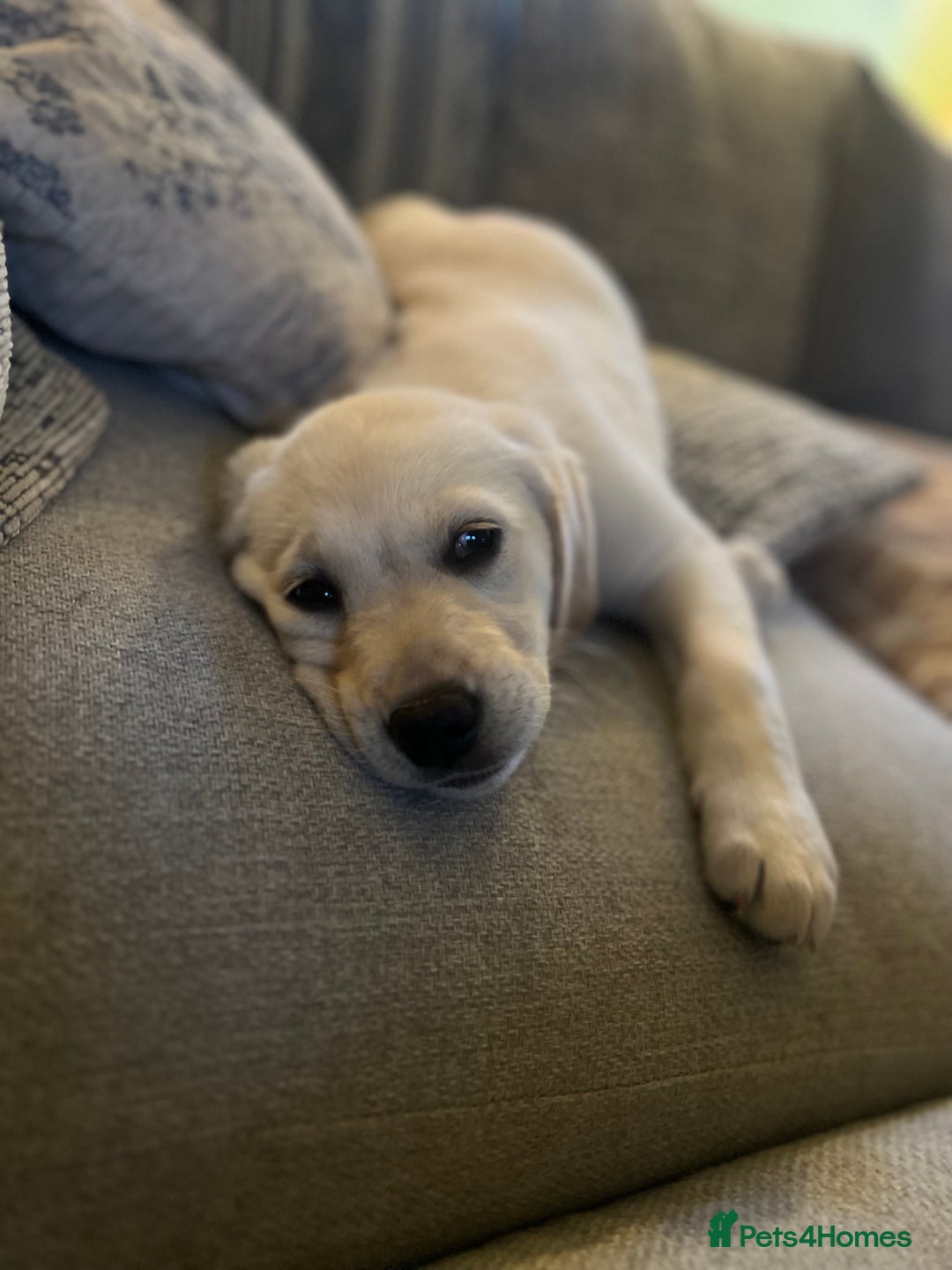 Labrador Retriever dogs for sale: Excellent Labrador pups (ready to leave oct 26th)  - Image 9