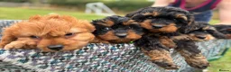 Cavapoo dogs for sale: Black and Tan Cavapoos - Advert 16