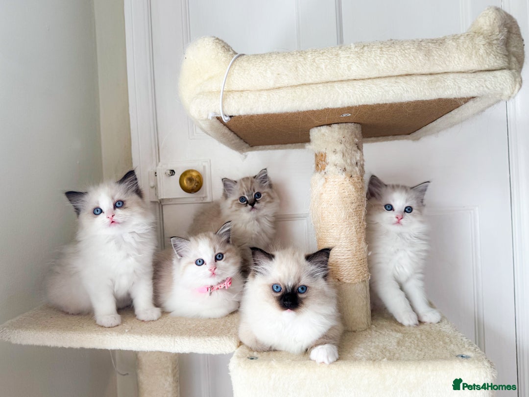 Ragdoll cats for stud: Lilac Bicolour Ragdoll Male for Stud in Mansfield - Image 12