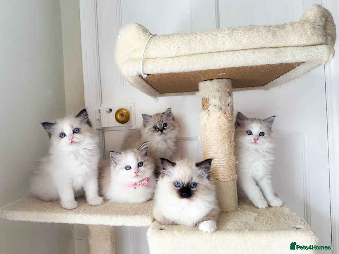 Ragdoll cats for stud: Bicolour Ragdoll Male for Stud in Mansfield - Advert 12