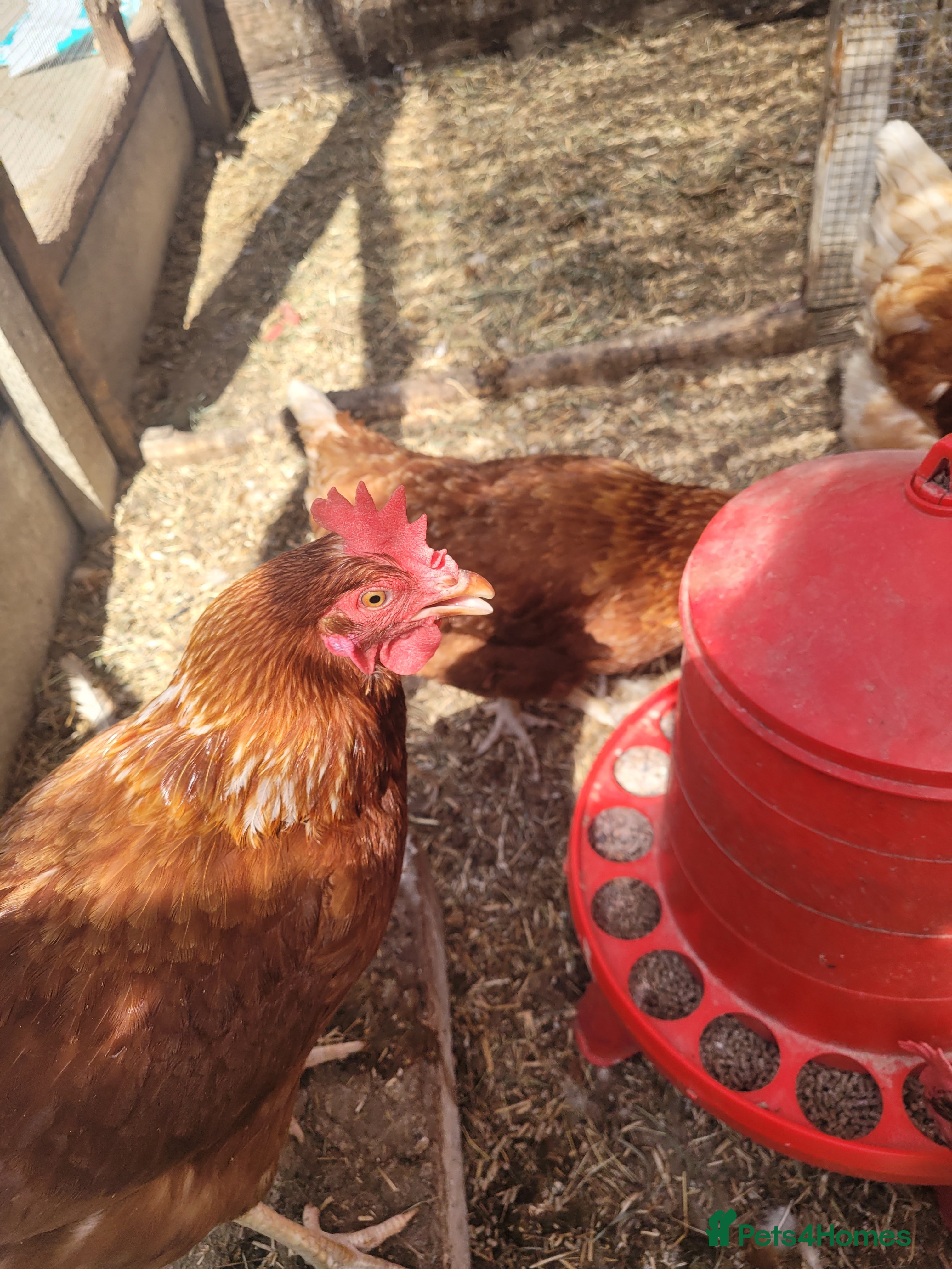 Hens poultry 6 warren hens for sale, - Advert 10